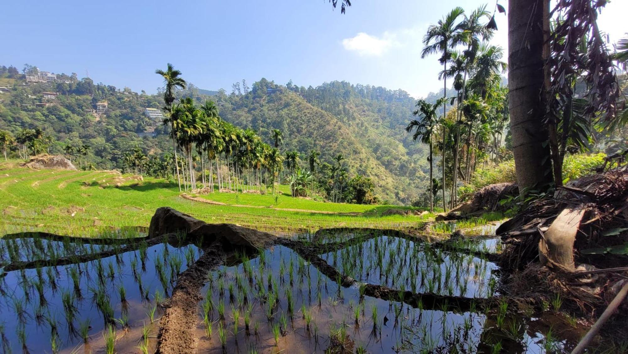 Forest Rawana Homestay Ella Exteriér fotografie