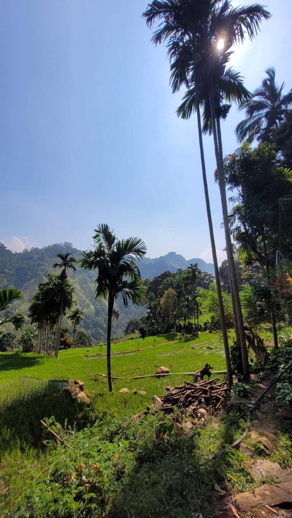 Forest Rawana Homestay Ella Exteriér fotografie