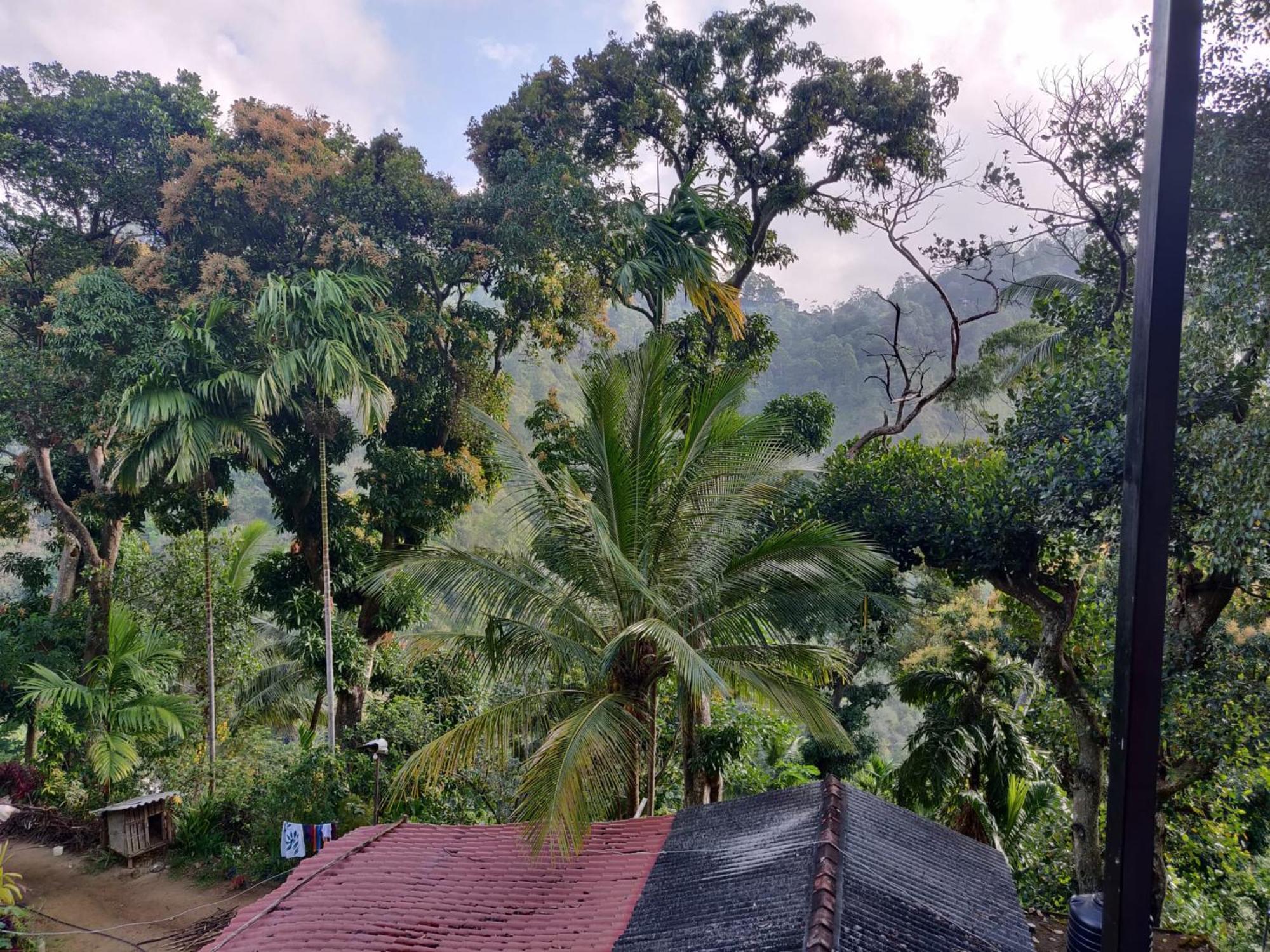 Forest Rawana Homestay Ella Exteriér fotografie
